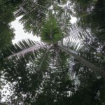 Maleny Cairncross Park